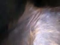 nice animal